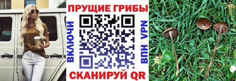 сколько стоит OMG рабочий сайт Галлюциногенные грибы Magic Shrooms Киренск